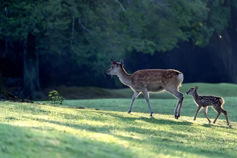 deer-5324645_1920.jpg