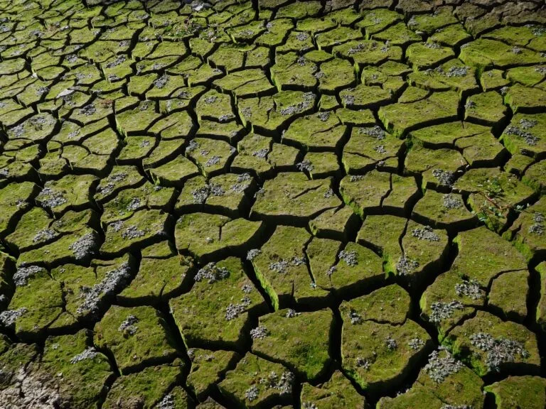 drought