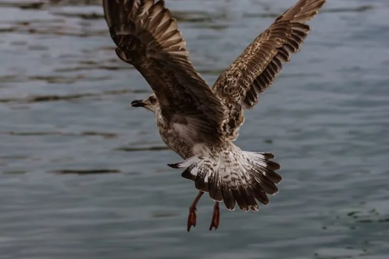 bird