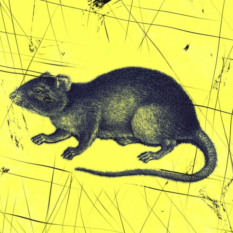 rat