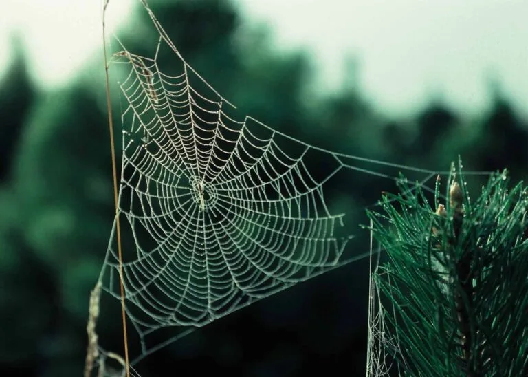 spider web