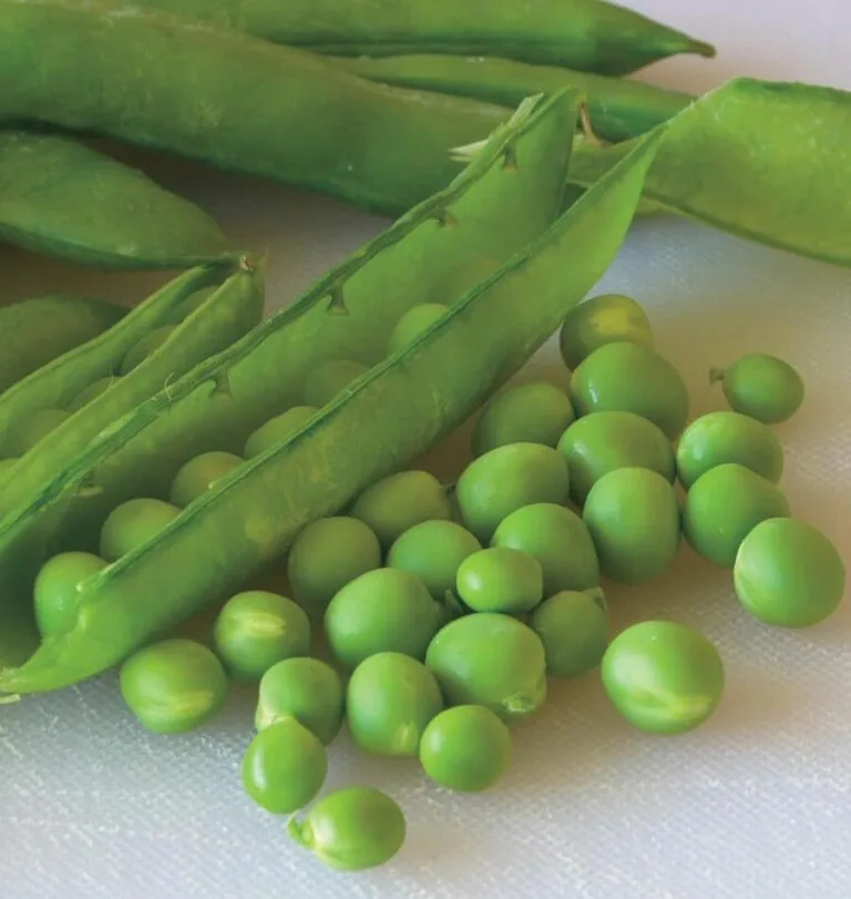 pea seed