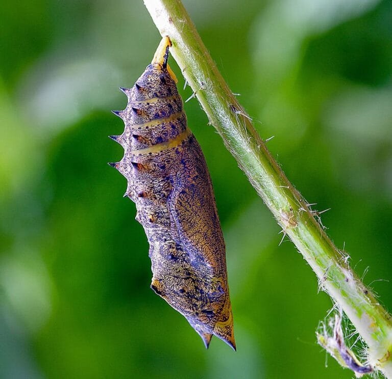 pupa-cocoon-butterfly-chrysalis