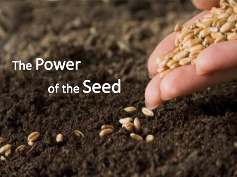 the-power-of-the-seed-l